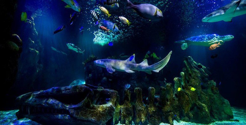 Life Aquarium